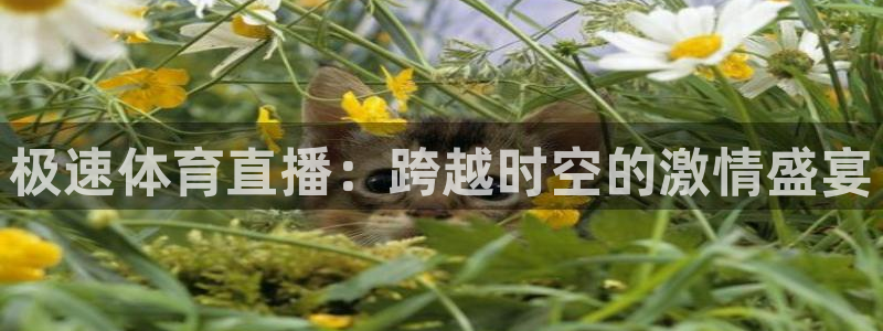 松鼠直播管家：极速体育直播：跨越时空的激情盛宴